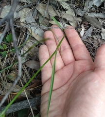 Tricoryne simplex