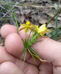 Tricoryne simplex