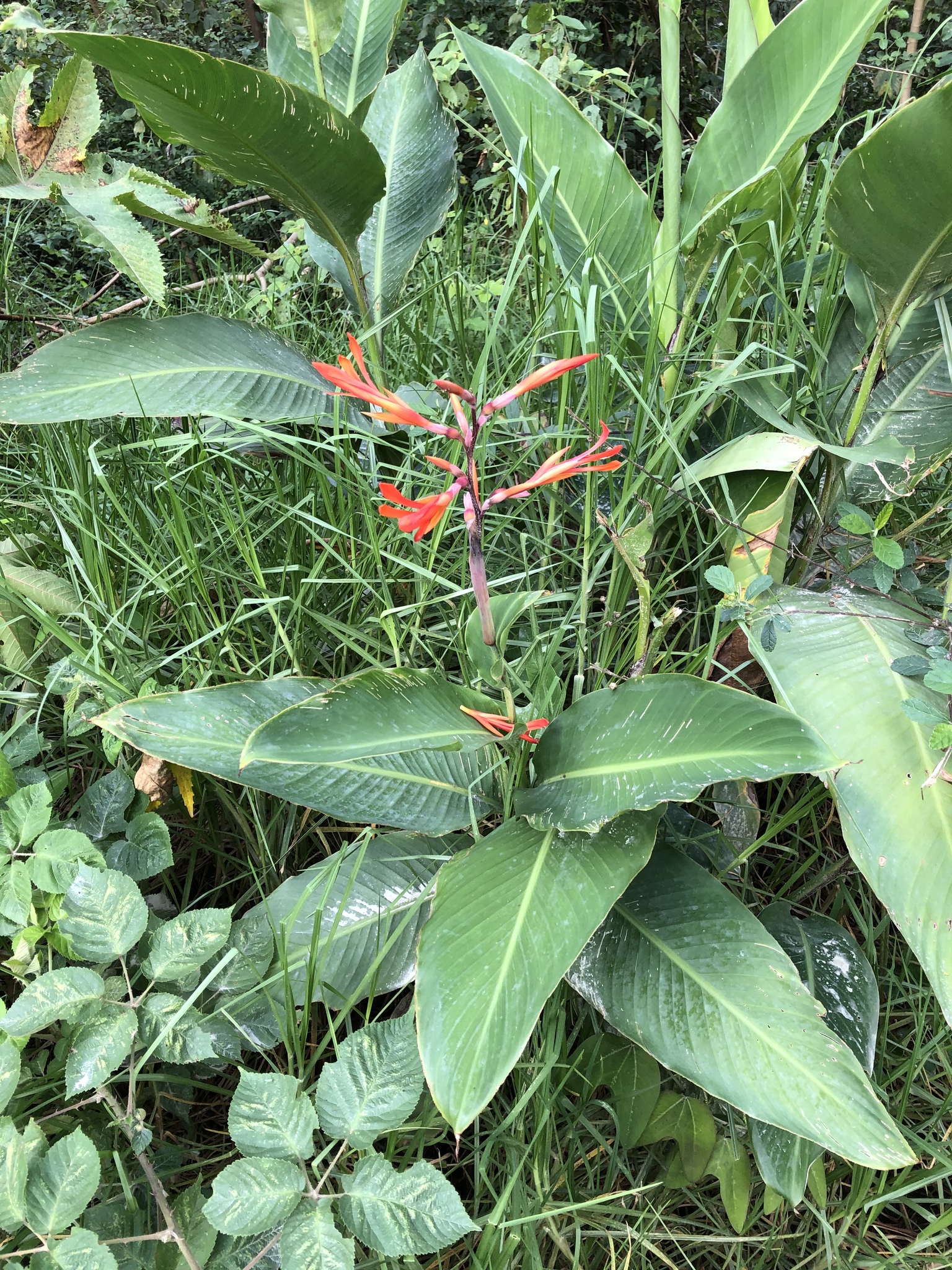 Canna indica image