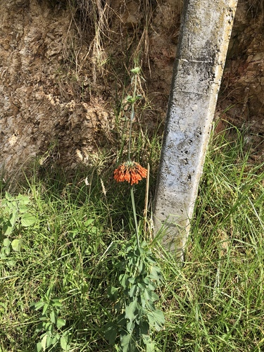 Leonotis image