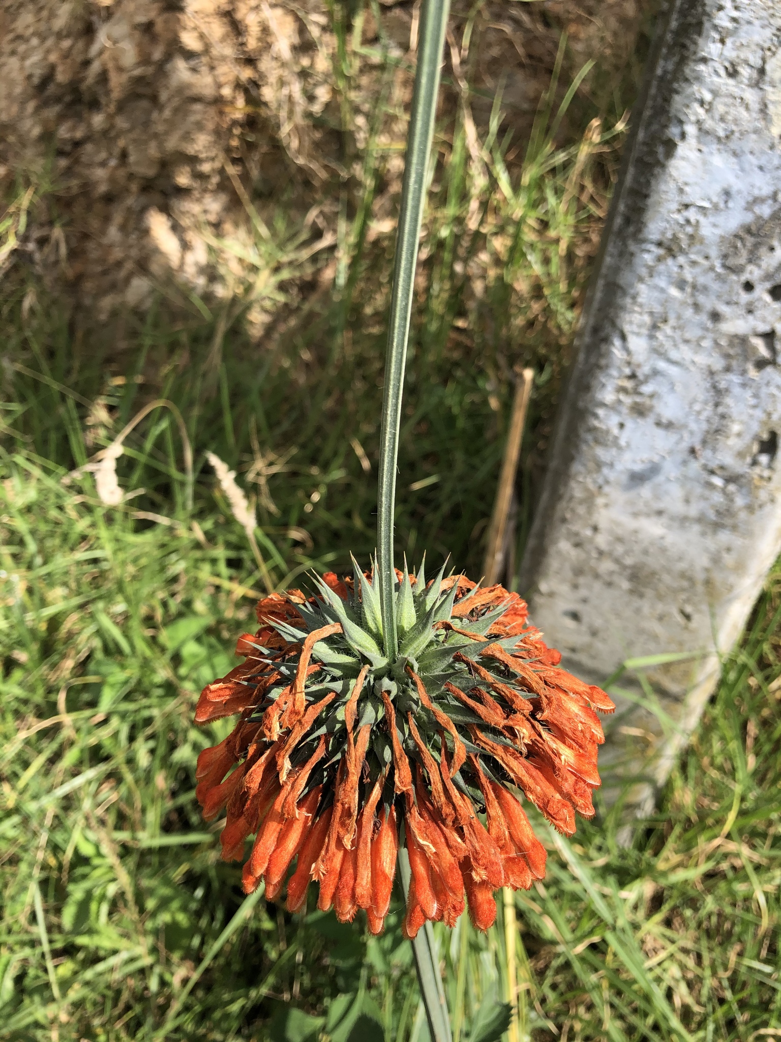 Leonotis image