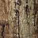 Sudden Oak Death - Photo (c) Ken-ichi Ueda, some rights reserved (CC BY), uploaded by Ken-ichi Ueda