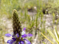 Dalea elegans