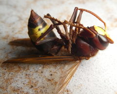 Vespa orientalis