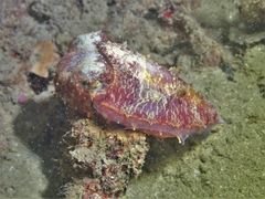 Sepia recurvirostra