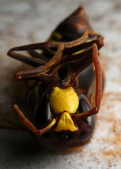 Vespa orientalis