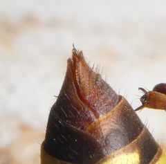 Vespa orientalis