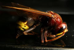 Vespa orientalis
