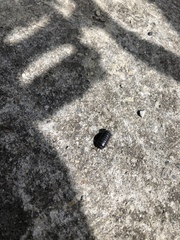 Armadillidium vulgare