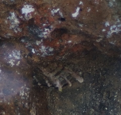 Pinctada margaritifera