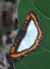 Nymphidium caricae