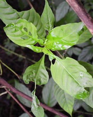 Palicourea pubescens image