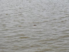 Alopochelidon fucata