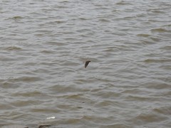 Alopochelidon fucata