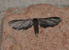 Protoproutia laredoata