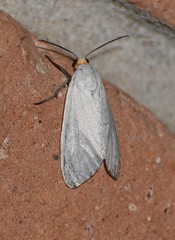 Pygarctia flavidorsalis