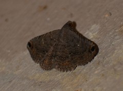 Toxonprucha pardalis