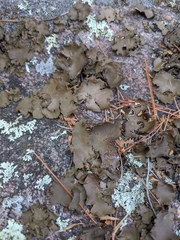 Umbilicaria muhlenbergii