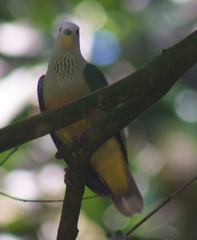 Ptilinopus dupetithouarsii