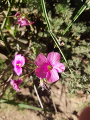 Oxalis arenaria