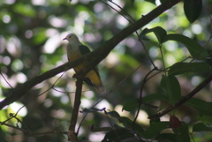 Ptilinopus dupetithouarsii