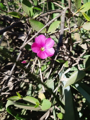 Oxalis arenaria