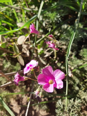 Oxalis arenaria