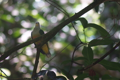 Ptilinopus dupetithouarsii