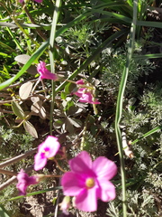 Oxalis arenaria