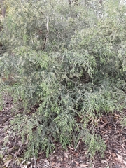 Acacia howittii