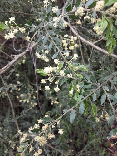 Image of Acacia howittii by (c) graeme lunt, some rights reserved (CC BY)