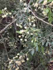 Acacia howittii