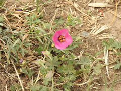 Modiolastrum gilliesii