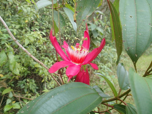 Passiflora gritensis, photograph 1