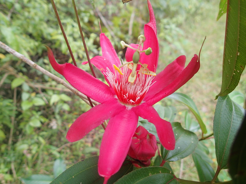 Passiflora gritensis; photograph JR Ferrer-Paris, CC BY, iNaturalist via GBIF