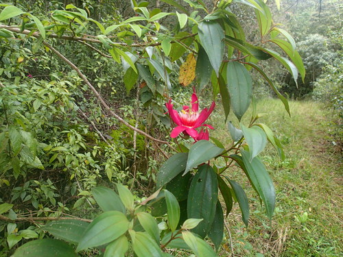 Passiflora gritensis, photograph 2