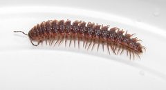 Pseudopolydesmus collinus