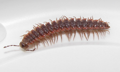 Pseudopolydesmus collinus