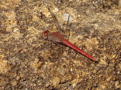Crocothemis divisa