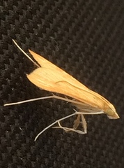 Crambidae