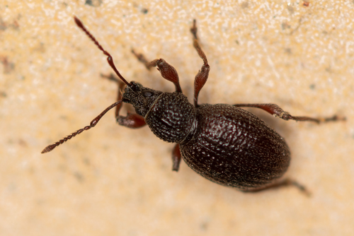 Strawberry Root Weevil