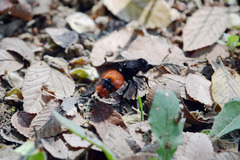 Dasymutilla clotho