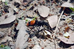 Dasymutilla clotho