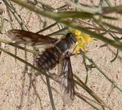 Poecilanthrax californicus