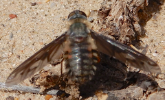 Poecilanthrax californicus