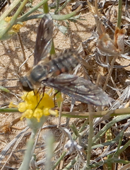 Poecilanthrax californicus