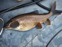 Lake Trout photo 5