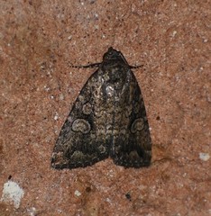 Hexorthodes serrata