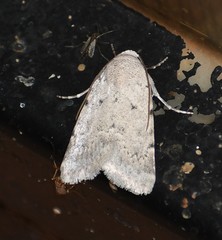 Leucocnemis perfundis