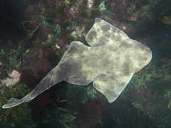 Pacific Angel Shark photo 1